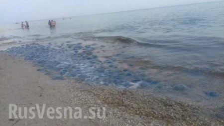 Украинские морские курорты оккупировали отвратительные твари со щупальцами (ФОТО)