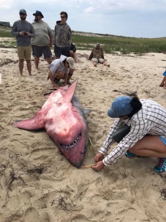 Загадка природы: в США обнаружили необычную акулу (ФОТО)