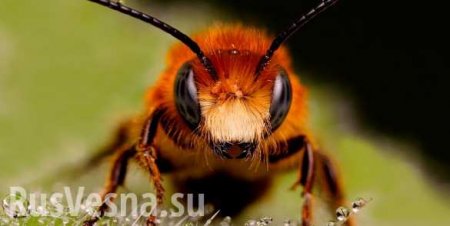 В Нью-Йорке десятки тысяч пчёл атаковали палатку с хот-догами (ВИДЕО)