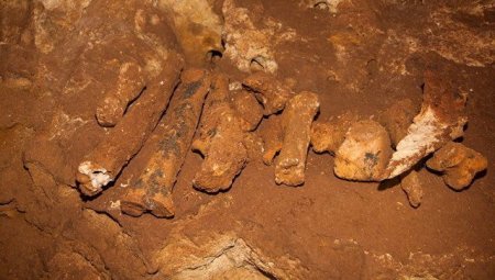Саблезубый кот Таврик и семья мамонтов: учёные рассказали об уникальных находках в крымской пещере (ФОТО)