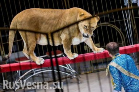 На Кубани львица напала на ребёнка во время циркового представления (ВИДЕО)