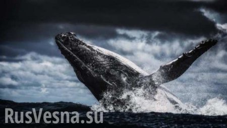 Рыбак спас кита, прыгнув на него с ножом в зубах (ВИДЕО)