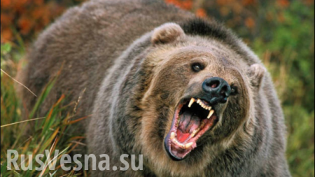Медведь убил подростка на Камчатке