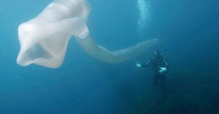 Уникальные кадры: Дайверы встретились с гигантским белым монстром (ФОТО, ВИДЕО)