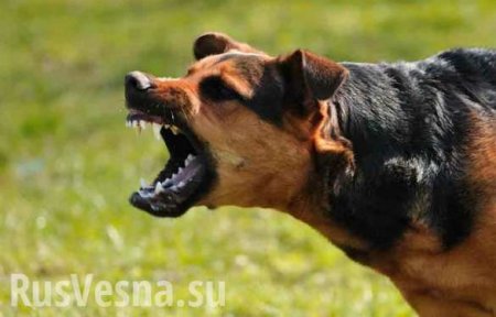 Погрыз дупу: В Словакии полицейский пёс задержал напавших на него украинцев (ФОТО)