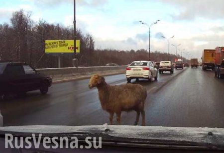 «Баран на МКАДе»: заблудившаяся овца повеселила водителей (ВИДЕО)