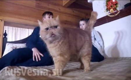«Любит котов и всё живое», — пресс-секретарь Лукашенко (ФОТО)