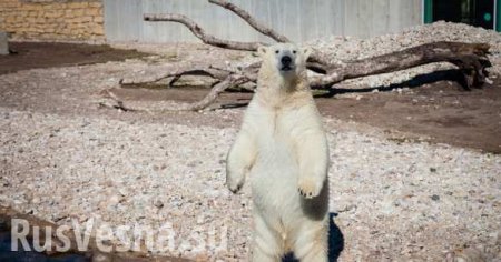 В Эстонии усыпили подаренного Россией медведя Кефирчика