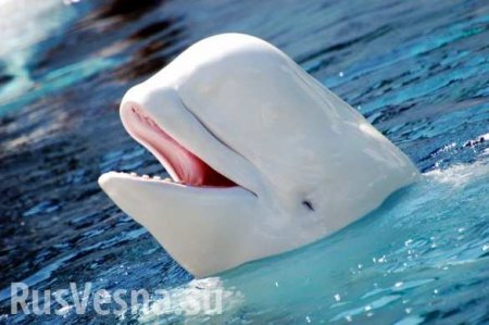 Пойманные в России белухи, косатки и дельфины погибают в океанариумах Китая