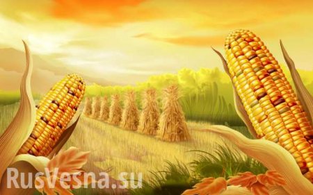 Менее чем за месяц: Украина уже исчерпала годовые квоты на экспорт в ЕС мёда и кукурузы