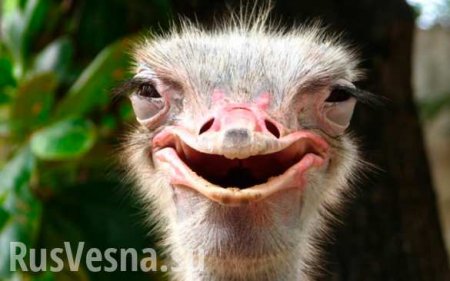 Полиция задержала страуса за нарушение ПДД (ФОТО, ВИДЕО)