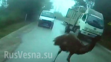Полиция задержала страуса за нарушение ПДД (ФОТО, ВИДЕО)