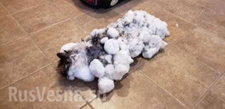 В США спасли кошку, превратившуюся в кусок льда (ФОТО)