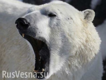 Введён режим ЧС: на севере России нашествие белых медведей (ФОТО, ВИДЕО)