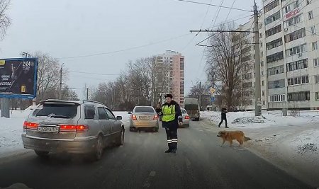 Инспектор ДПС остановил движение и перевёл через дорогу хромого пса (ФОТО, ВИДЕО)