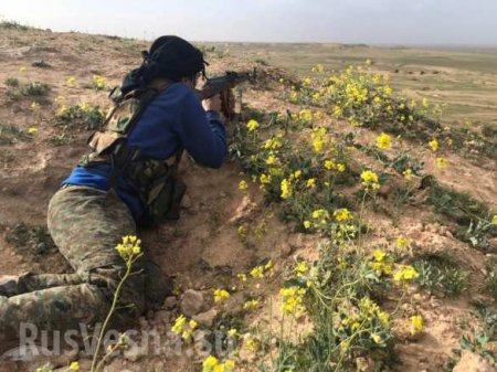 Сирия: Охота на крыс — в «зелёной пустыне» выжигают выживших боевиков (+ФОТО, ВИДЕО)