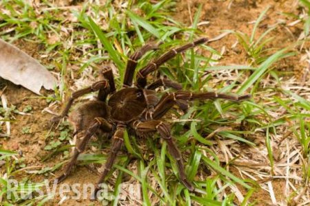 Жестокие кадры: Огромный паук убил опоссума (ВИДЕО)