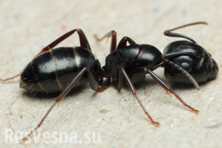 Российские учёные нашли лекарство от рака в муравьях