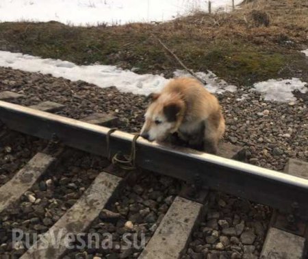 Под Петербургом машинист остановил поезд ради спасения собаки и получит награду (ФОТО)