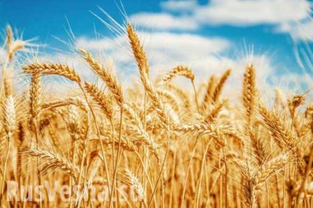 На МосБирже исчезло зерно на 2,4 млрд рублей