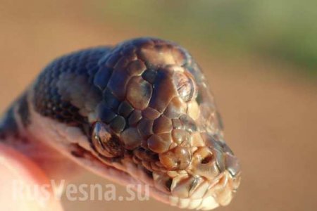 В Австралии поймали трёхглазую змею (ФОТО)