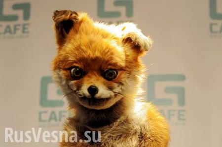 «Упоротая лиса»: выражение лица Геращенко на инаугурации Зеленского взрывает Сеть (ФОТО)