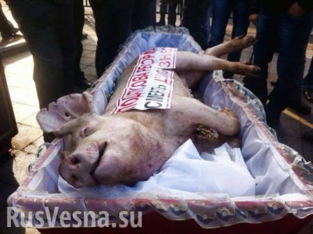 На земельных участках для украинских карателей нашли захоронения свиней (ВИДЕО)