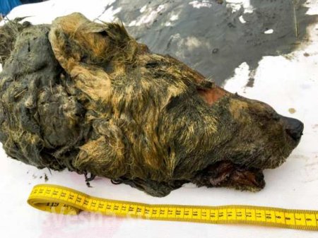 В России найдена прекрасно сохранившаяся голова древнего волка (ФОТО)