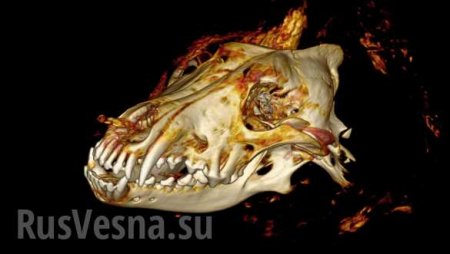 В России найдена прекрасно сохранившаяся голова древнего волка (ФОТО)