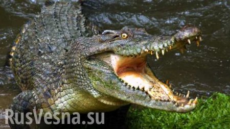 Неожиданная находка: отрубленные головы крокодилов обнаружили в центре Симферополя (ФОТО, ВИДЕО)