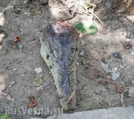 Неожиданная находка: отрубленные головы крокодилов обнаружили в центре Симферополя (ФОТО, ВИДЕО)