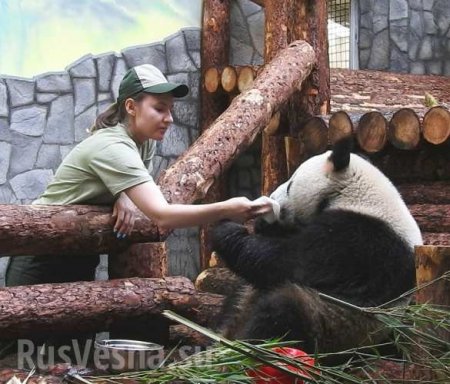 Трансляция с пандами из Московского зоопарка привлекла десятки тысяч зрителей (ФОТО, ВИДЕО)
