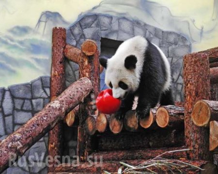 Трансляция с пандами из Московского зоопарка привлекла десятки тысяч зрителей (ФОТО, ВИДЕО)