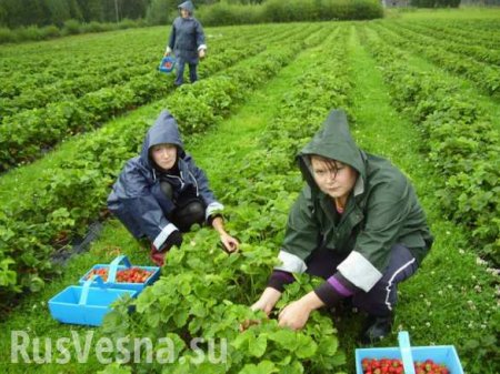 «К работе! И пасть закрой»: почему в Польше участились издевательства над украинскими заробитчанами (ФОТО, ВИДЕО)