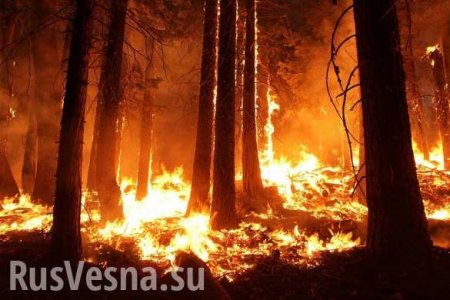 В Сибири ввели режим ЧС из-за лесных пожаров