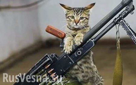 Конфликт из-за кошки в Одессе обернулся стрельбой