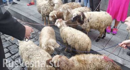 Овцы не помогли: разгонявший тбилисский бунт глава МВД стал премьером Грузии (ВИДЕО)