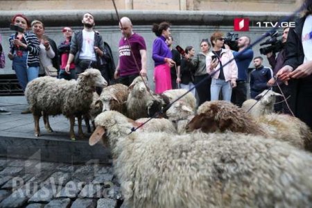 Стадо овец привели к парламенту Грузии: протест против нормализации российско-грузинских отношений (ФОТО, ВИДЕО)