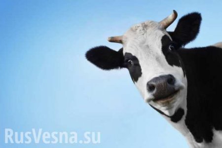 У Порошенко предлагают деньги для образования и науки перенаправить на коров
