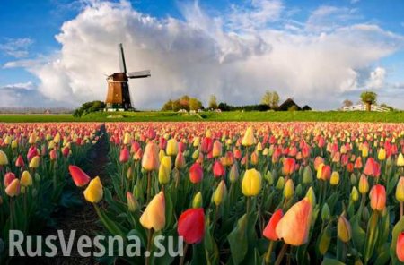 Национальный ребрендинг: Нидерланды решили отказаться от использования названия Голландия