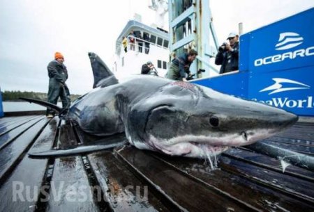 В США выловили гигантскую акулу, которую загрыз ещё более страшный монстр (ФОТО)