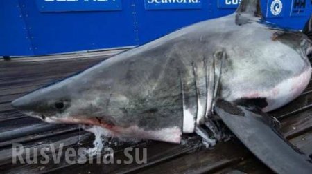 В США выловили гигантскую акулу, которую загрыз ещё более страшный монстр (ФОТО)