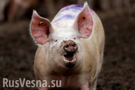 Это крах: кто-то уничтожает украинское свинство (ФОТО)