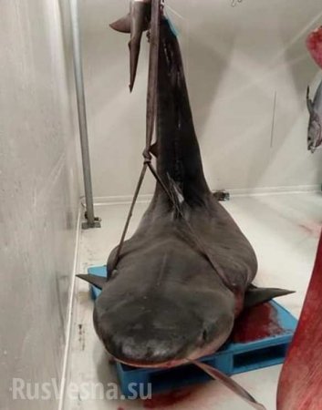 Руку туриста нашли в желудке акулы во Франции (ФОТО, ВИДЕО)