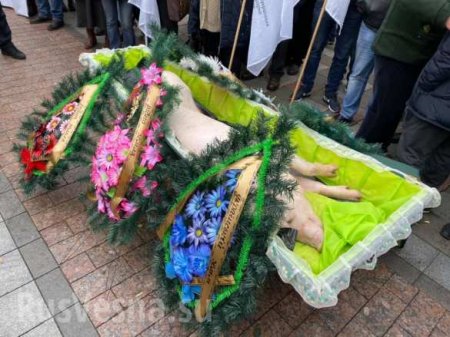 К зданию Рады принесли гроб с мёртвой свиньёй (ФОТО, ВИДЕО)