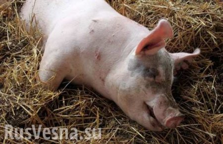 Свинья в гробу: мёртвая туша под стенами парламента Украины (ВИДЕО)