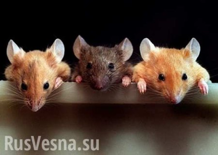 Учёные экспериментировали с калом мышей и придумали новый способ продлить жизнь (ФОТО)