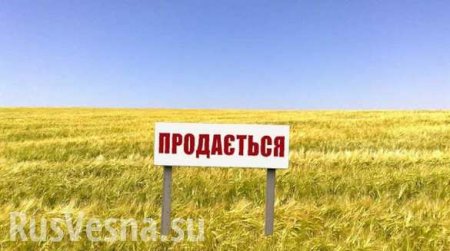 Это позор! — Зачем на самом деле украинская власть хочет отменить мораторий на продажу земли