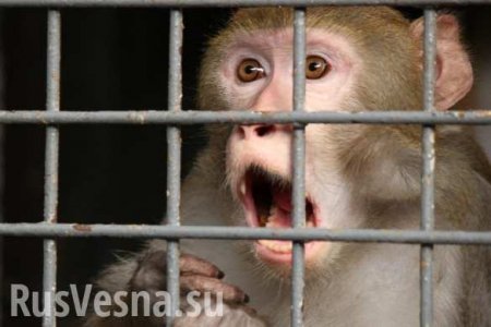 Российские таможенники задержали обезьян на границе с Украиной (+ФОТО, ВИДЕО)