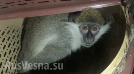 Российские таможенники задержали обезьян на границе с Украиной (+ФОТО, ВИДЕО)